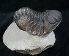 Large Bumpy Morocops Trilobite #13744-1